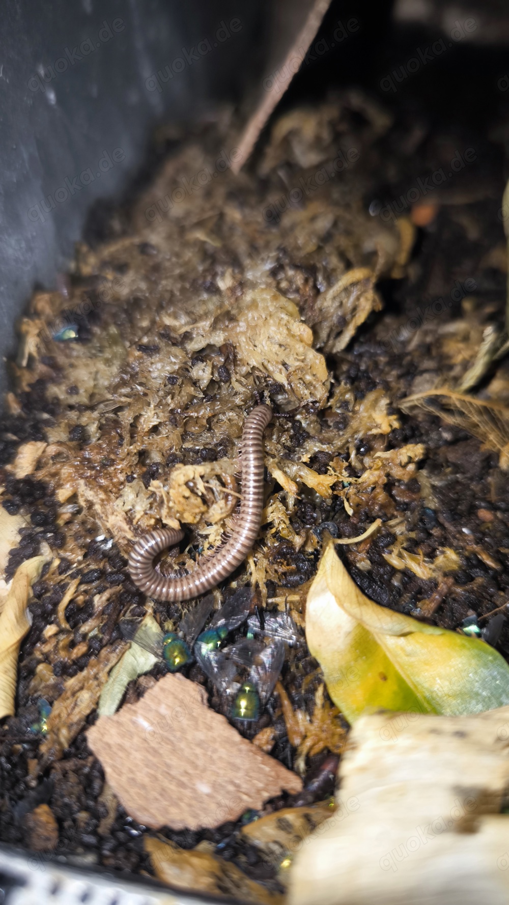 Telodeinopus aoutii ENZ24 - Tausendfüsser 