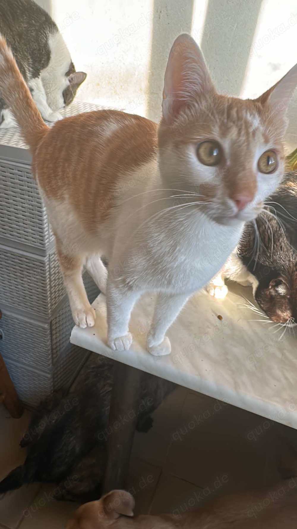 Ein Körbchen für Sweeney 