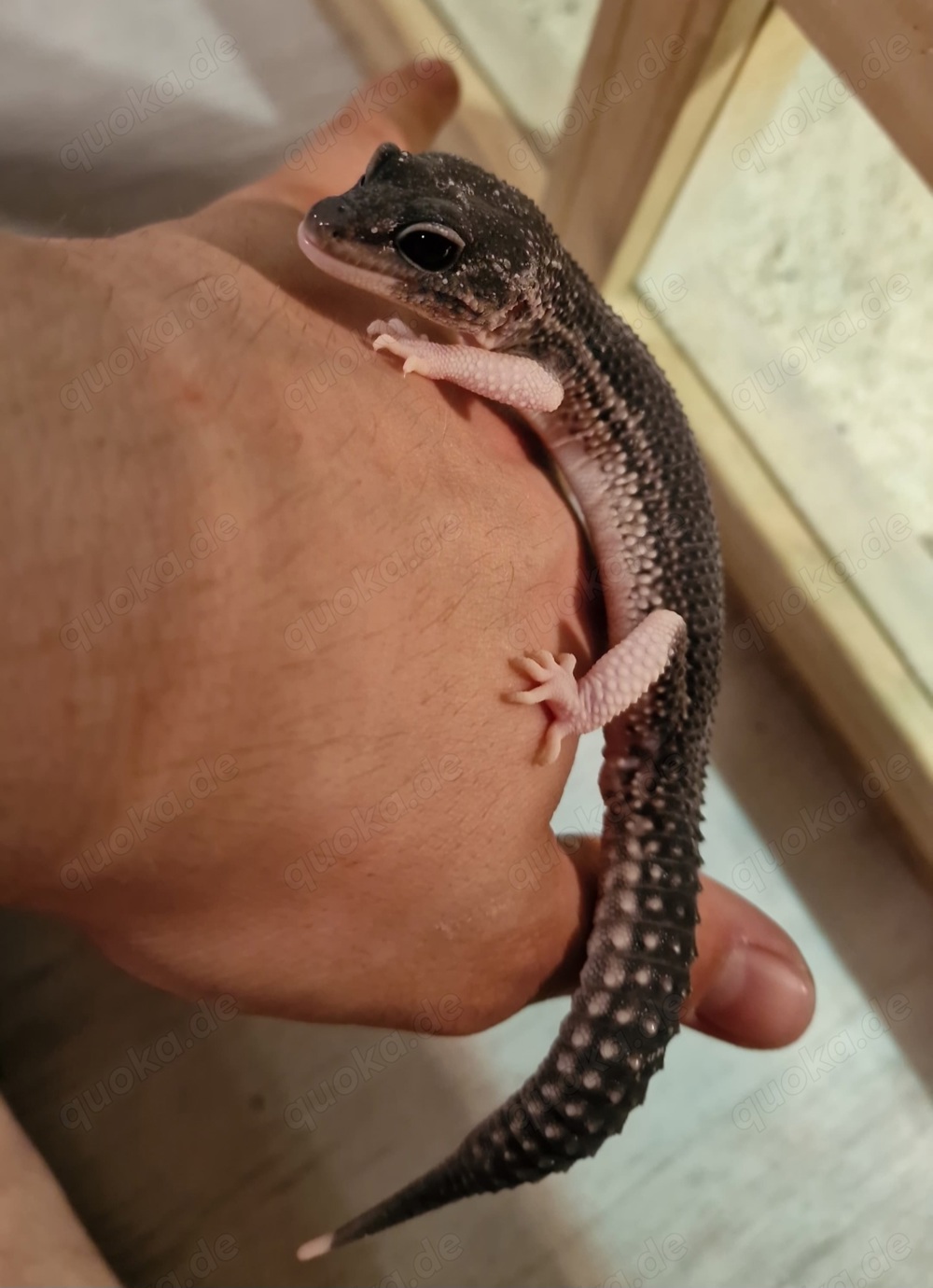 Leopardgecko Männchen Black night mack super snow poss.eclipse