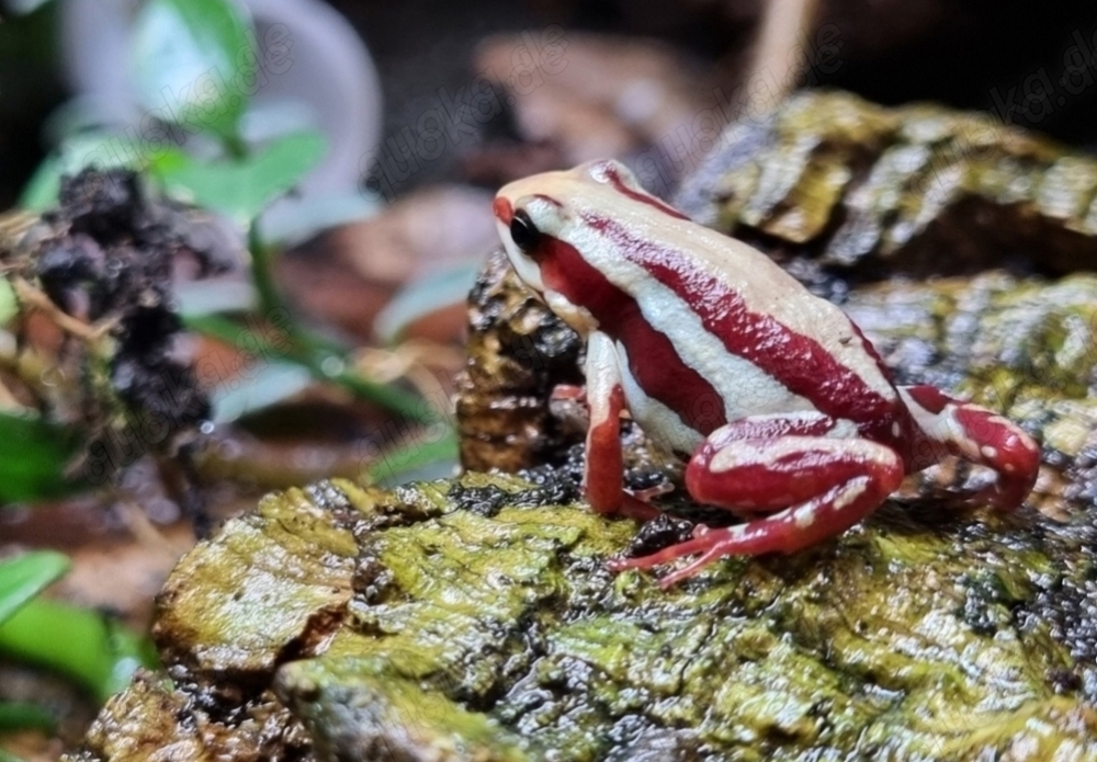 Epipedobates anthonyi Quappen Pfeilgiftfrösche