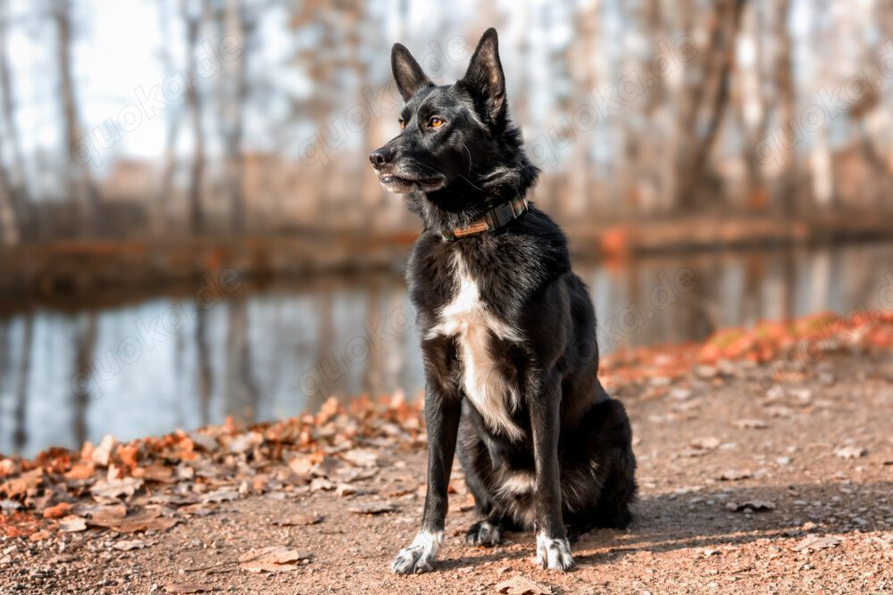 Mobby, 3 Jahre - Mischling - Tierhilfe Franken e.V.