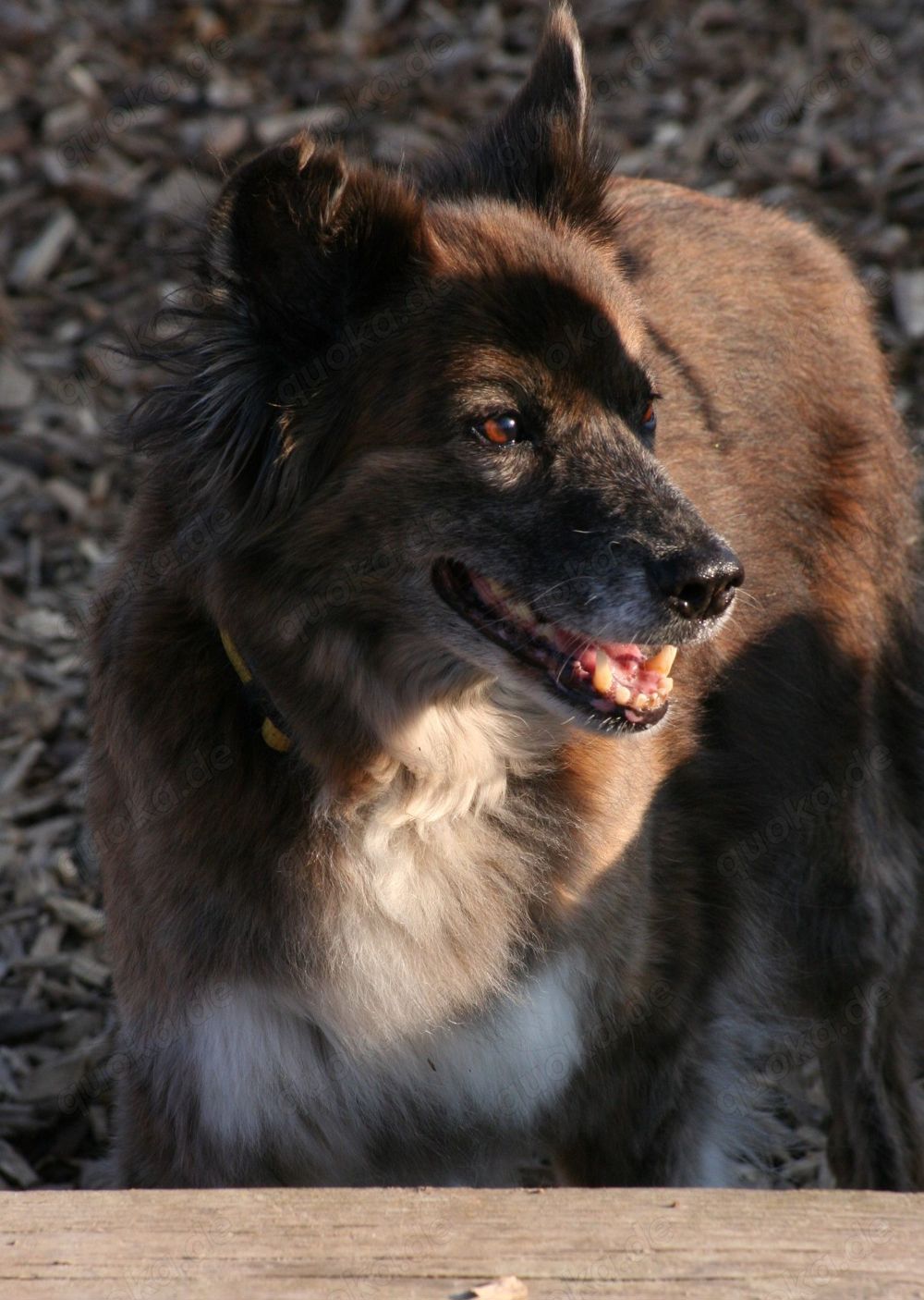 Stella - Pastor Gomera Mix sucht ihre Familie