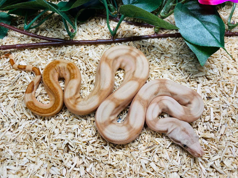 Sunset Jungle Boa