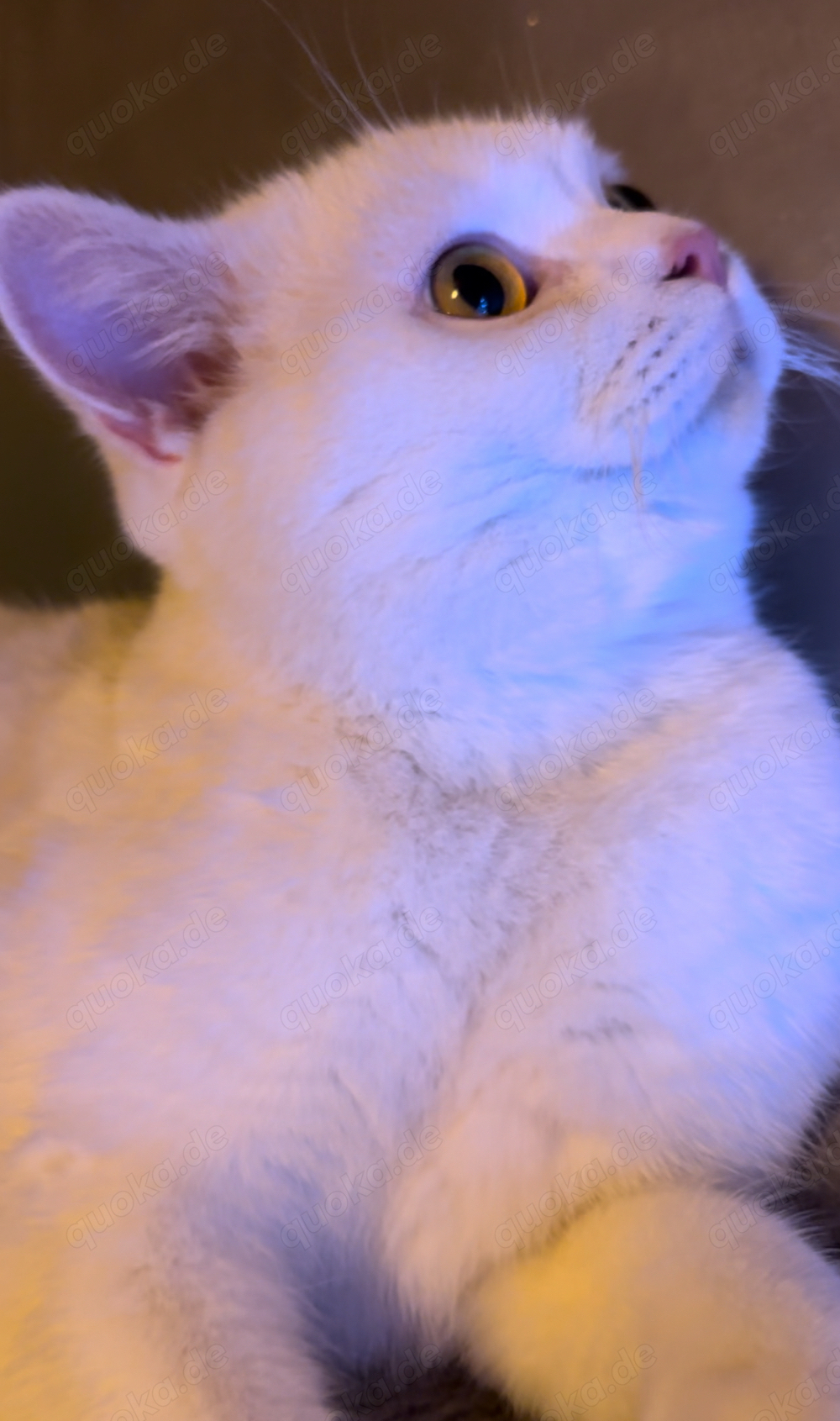 Deckkater BKH Britisch 