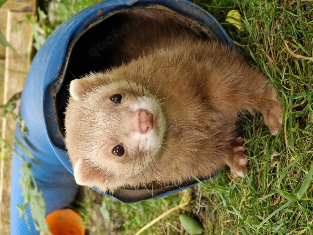 Frettchen Tierheim, Bayern, Baden-Württemberg