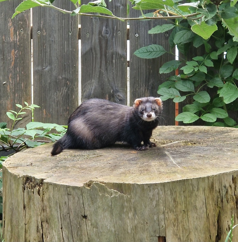 Frettchen Tierheim, Bayern, Baden-Württemberg