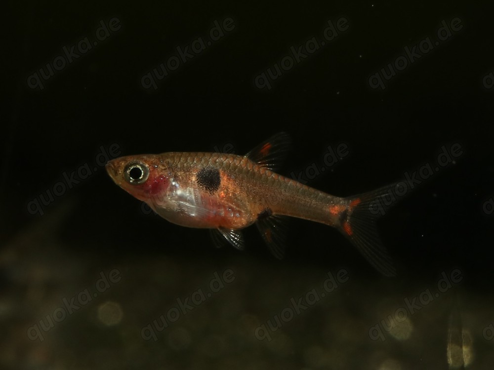 Boraras maculatus - Zwergbärbling - Schwarmfisch - Aquarium
