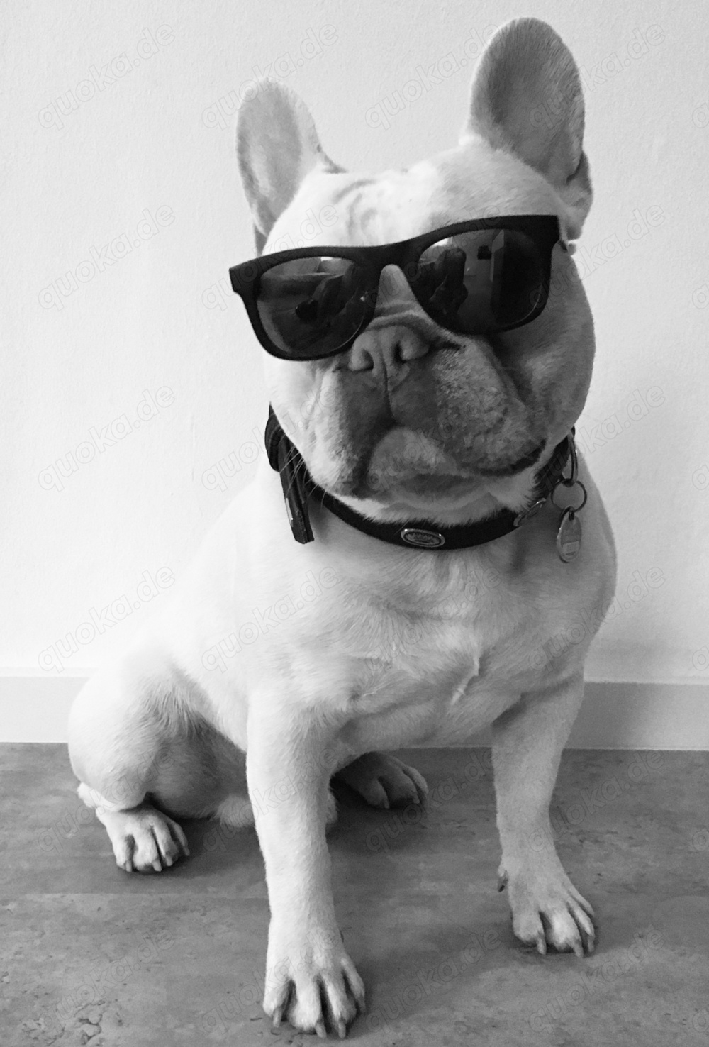 Deckrüde Französische Bulldogge