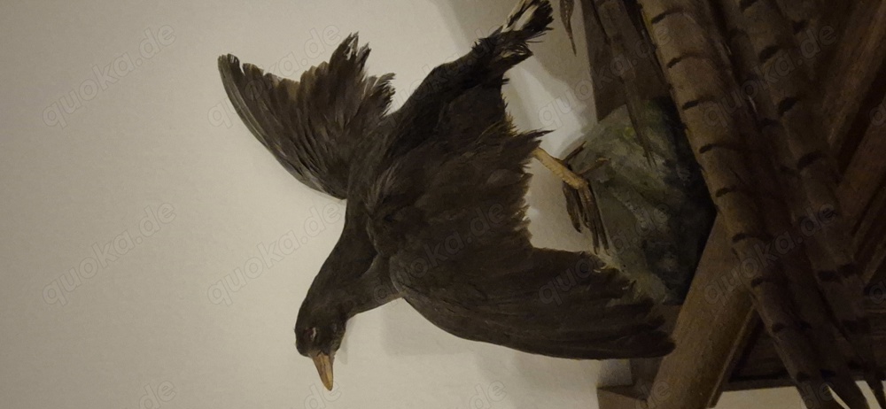 Grünfüssiges Teichhuhn Teichralle weiblich Präparat Altpräparat