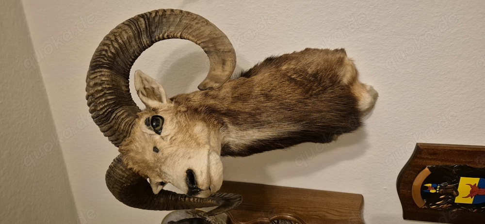 Mufflon Widder Wildschaf Präparat Kopf Schulter