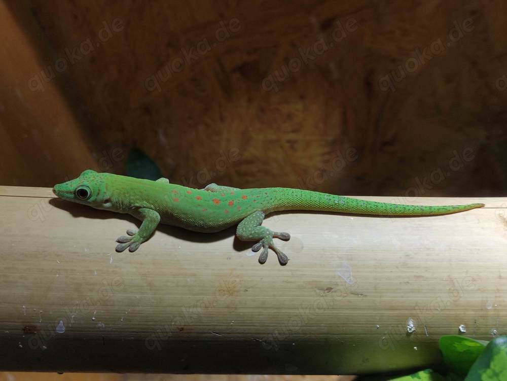 Phelsuma kochii 1,1 Kochs Madagaskar Tag Gecko