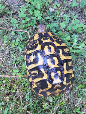  Griechischen Landschildkröten Adult 2 x 1.3 abzugeben!
