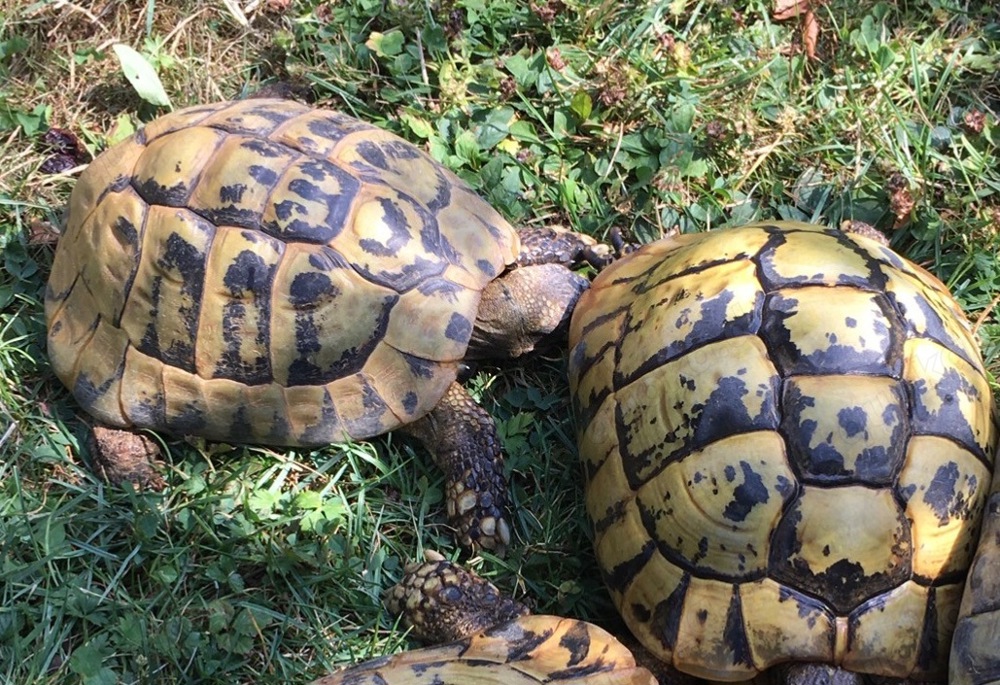 Griechische Landschildkröten t.h.b. adultes Pärchen 28 ,32 Jahre