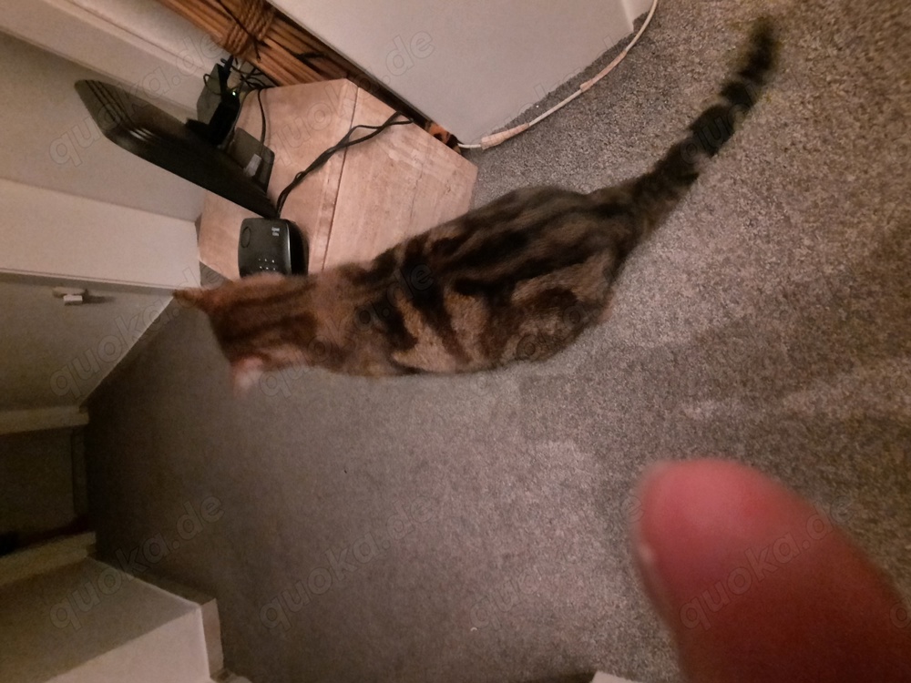Suche ein liebevolles Zuhause für meine 16 Jahre alte Katze 