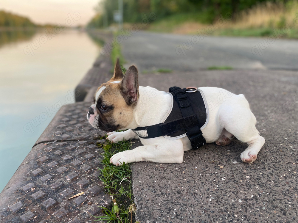 Französische Bulldogge als Deckrüde