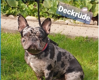 Französische Bulldogge 
