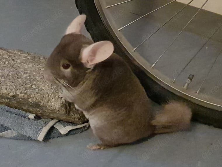 SUCHE zwei weibliche oder ggf. auch zwei männliche Chinchillas in Normalhaar