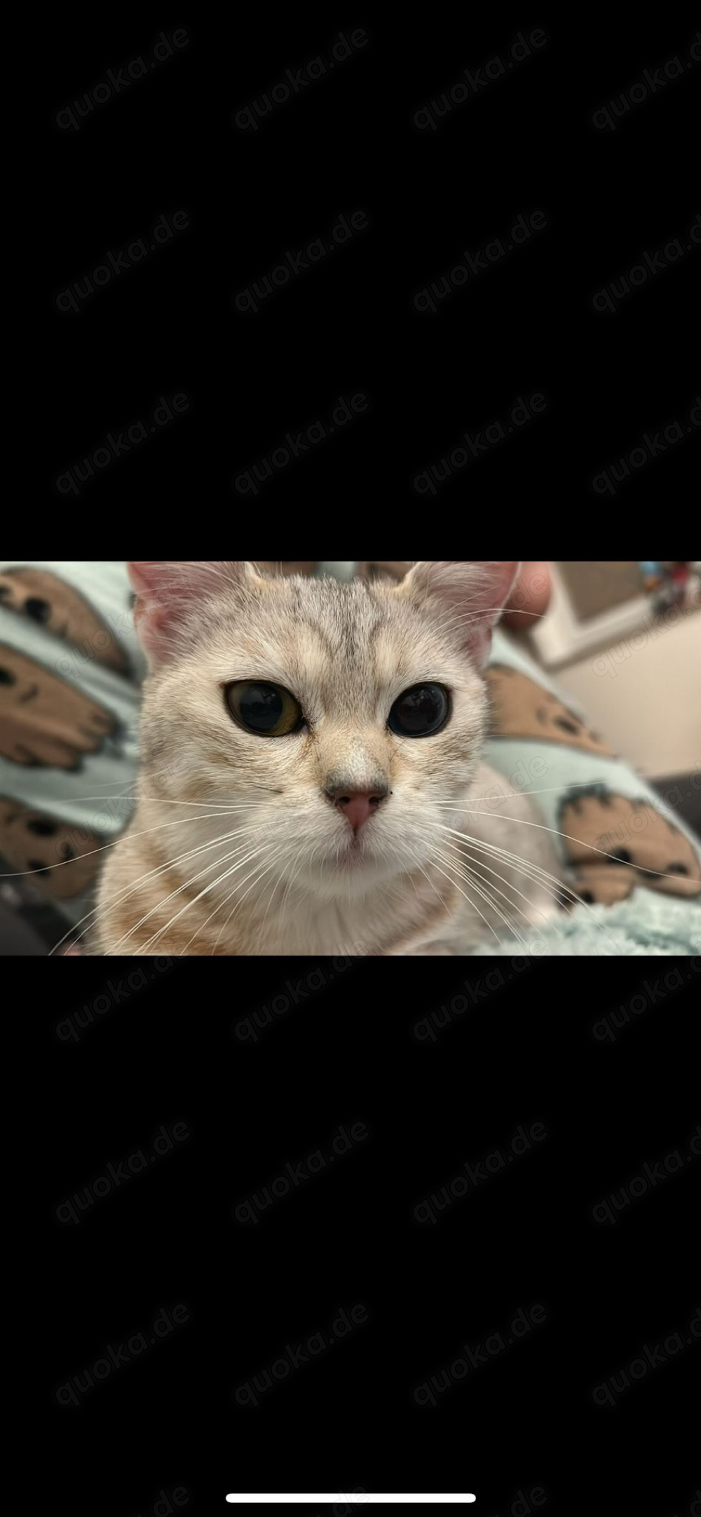 Britisch Kurzhaar Europäisch Kurzhaar