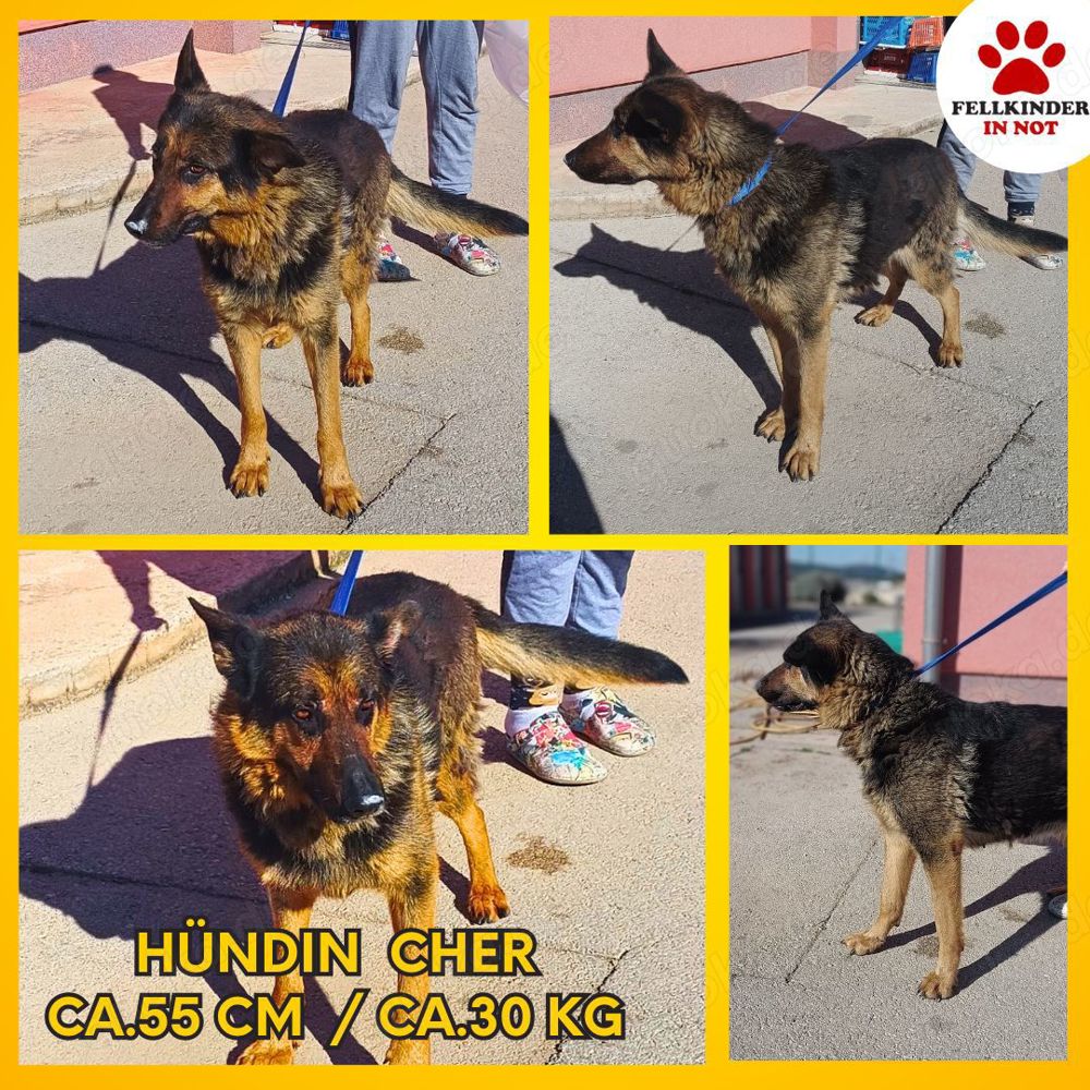 Cher deutscher Schäferhund Mischling Hündin sucht Zuhause oder Pflegestelle