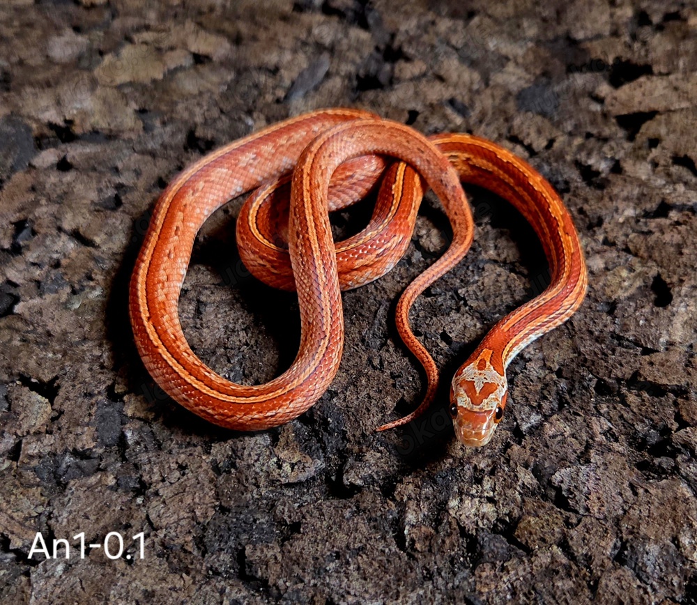 Blood Tessera Pied Blood Tessera Pied
