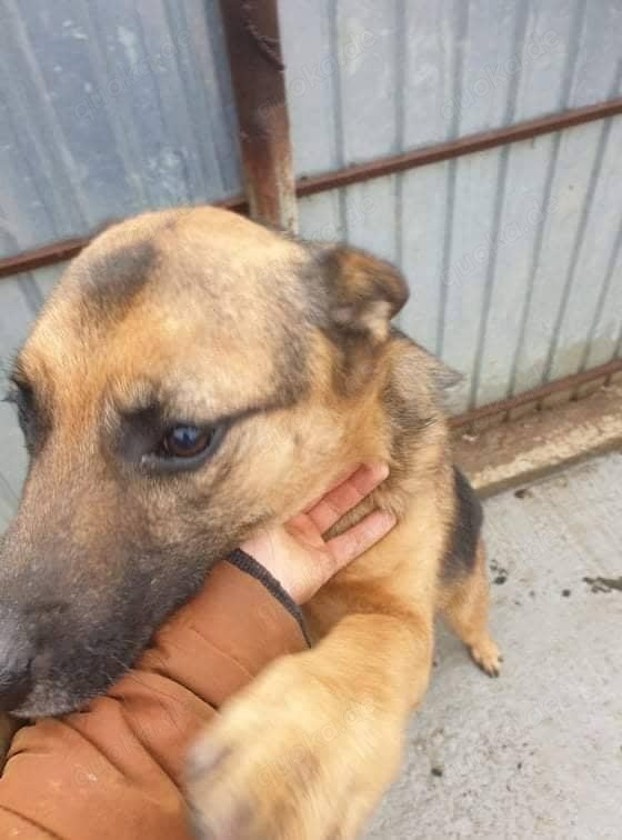 SOS Gnadenplatz für Lucky gesucht 