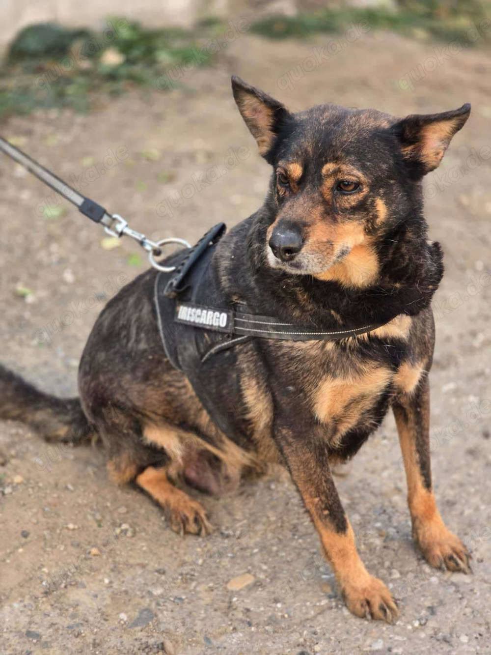 SOS Gnadenplatz für Lady gesucht 