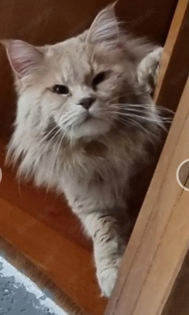 Deckkater Maine Coon XXL 12 kg