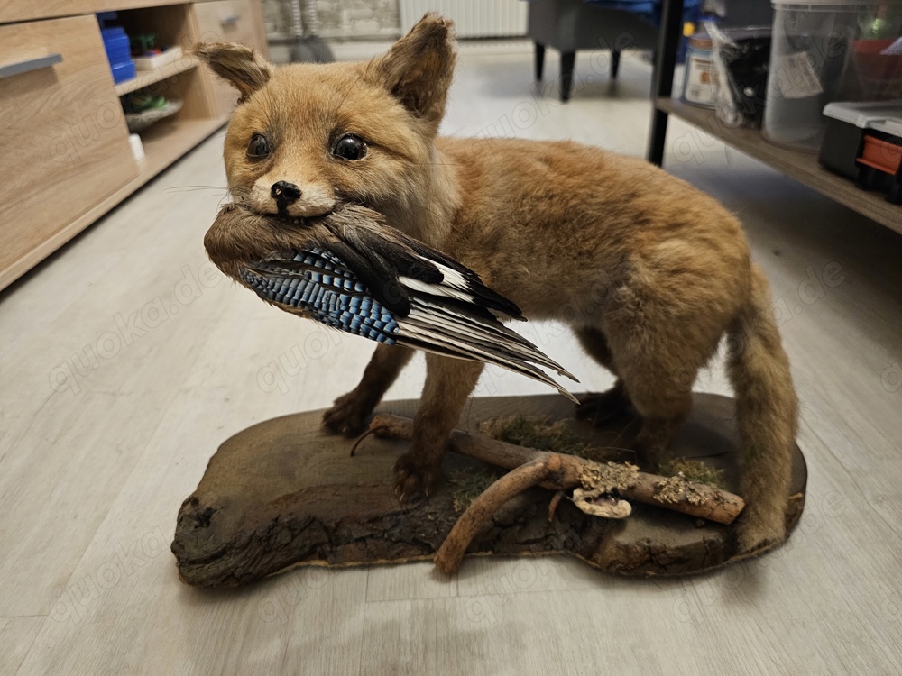 Tierpräparat Fuchs Rotfuchs