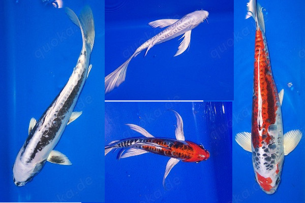 Koi im Angebot vom Koi-Center Schafflund