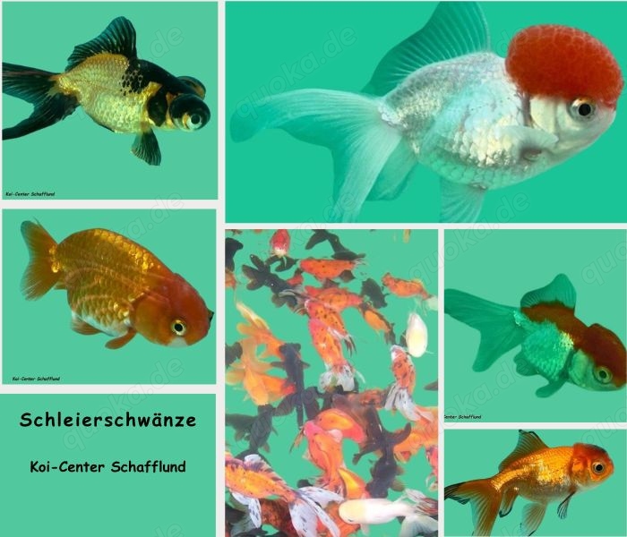 Schleierschwänze vom Koi-Center Schafflund