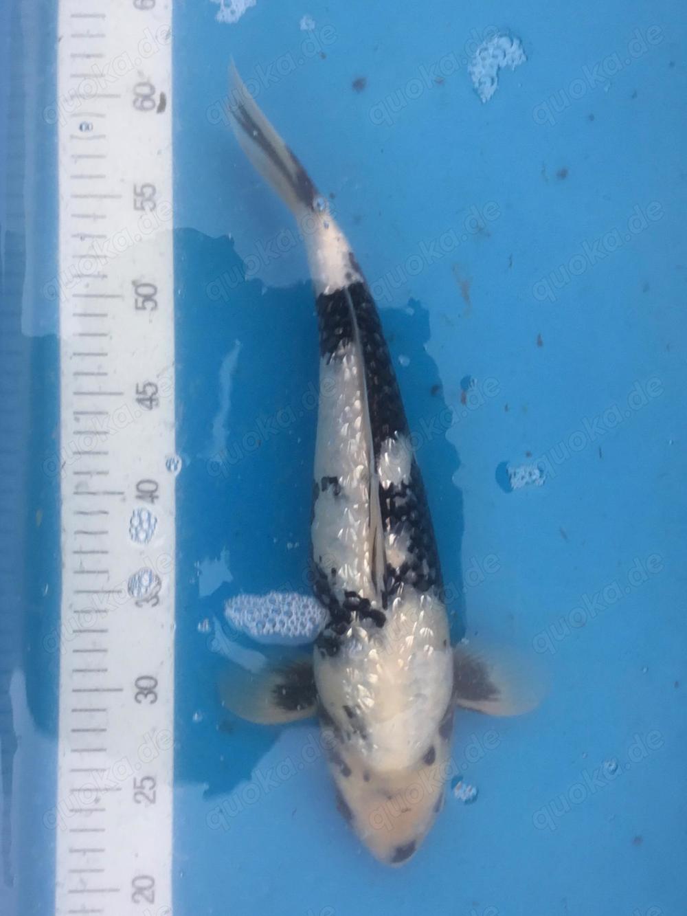 30 Koi abzugeben auch Einzeln 30 Koi abzugeben auch Einzeln