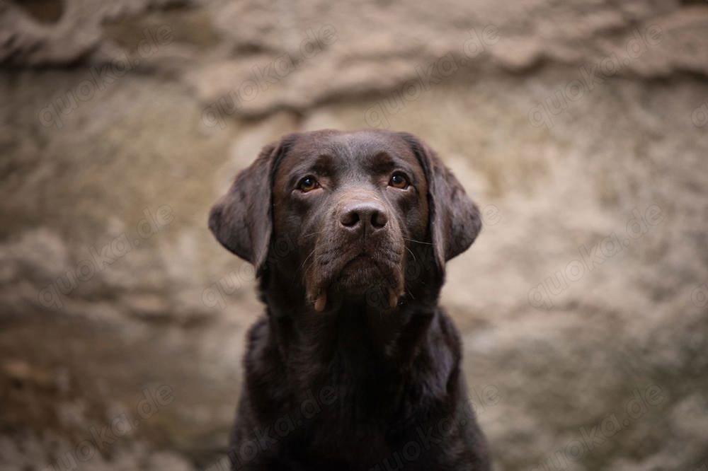 Labrador Deckrüde *FCI* dark chocolate   braun