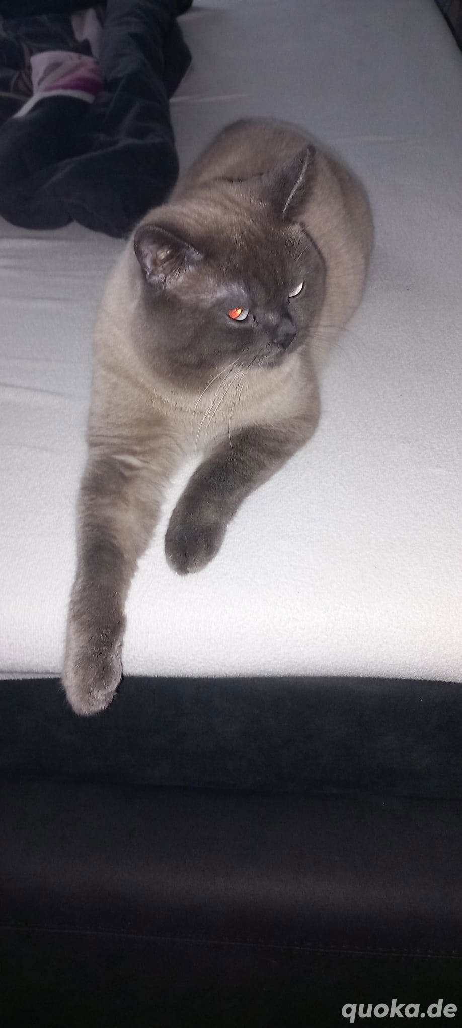 Sehr hübscher erfahrener Deckkater BKH mit Stammbaum