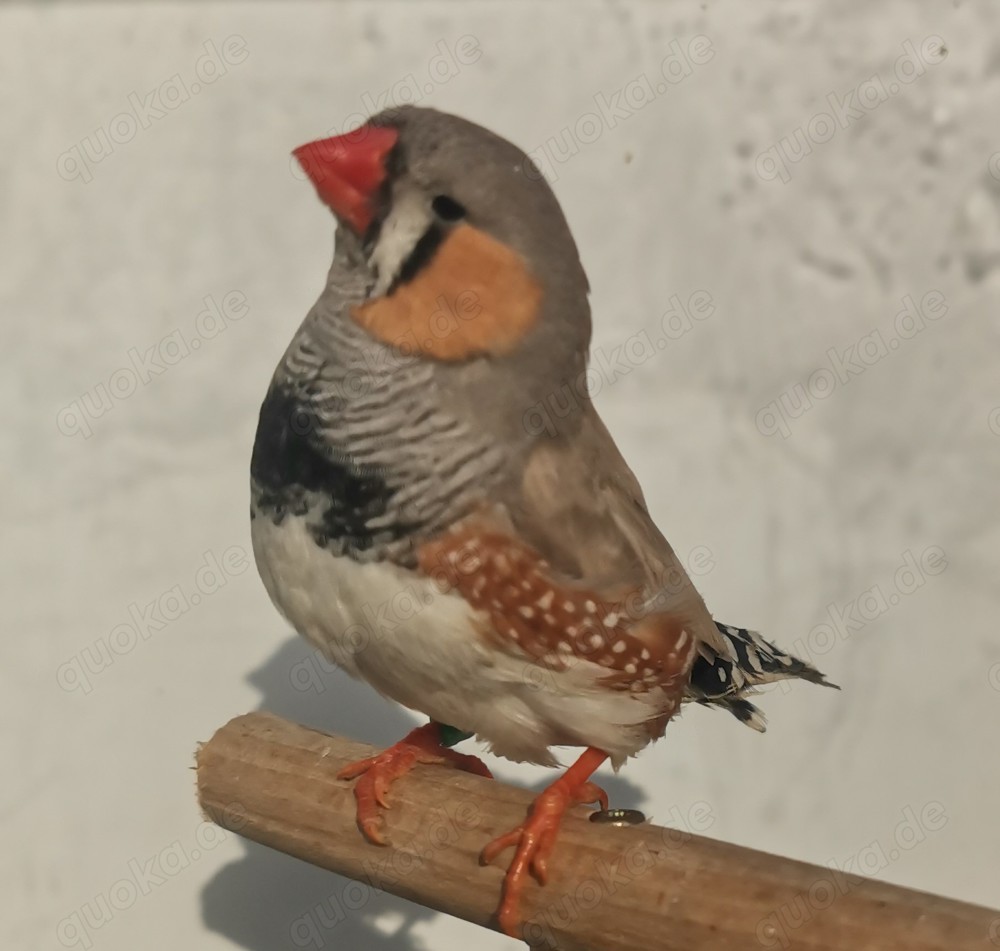 Große kräftige Schau-Zebrafinken