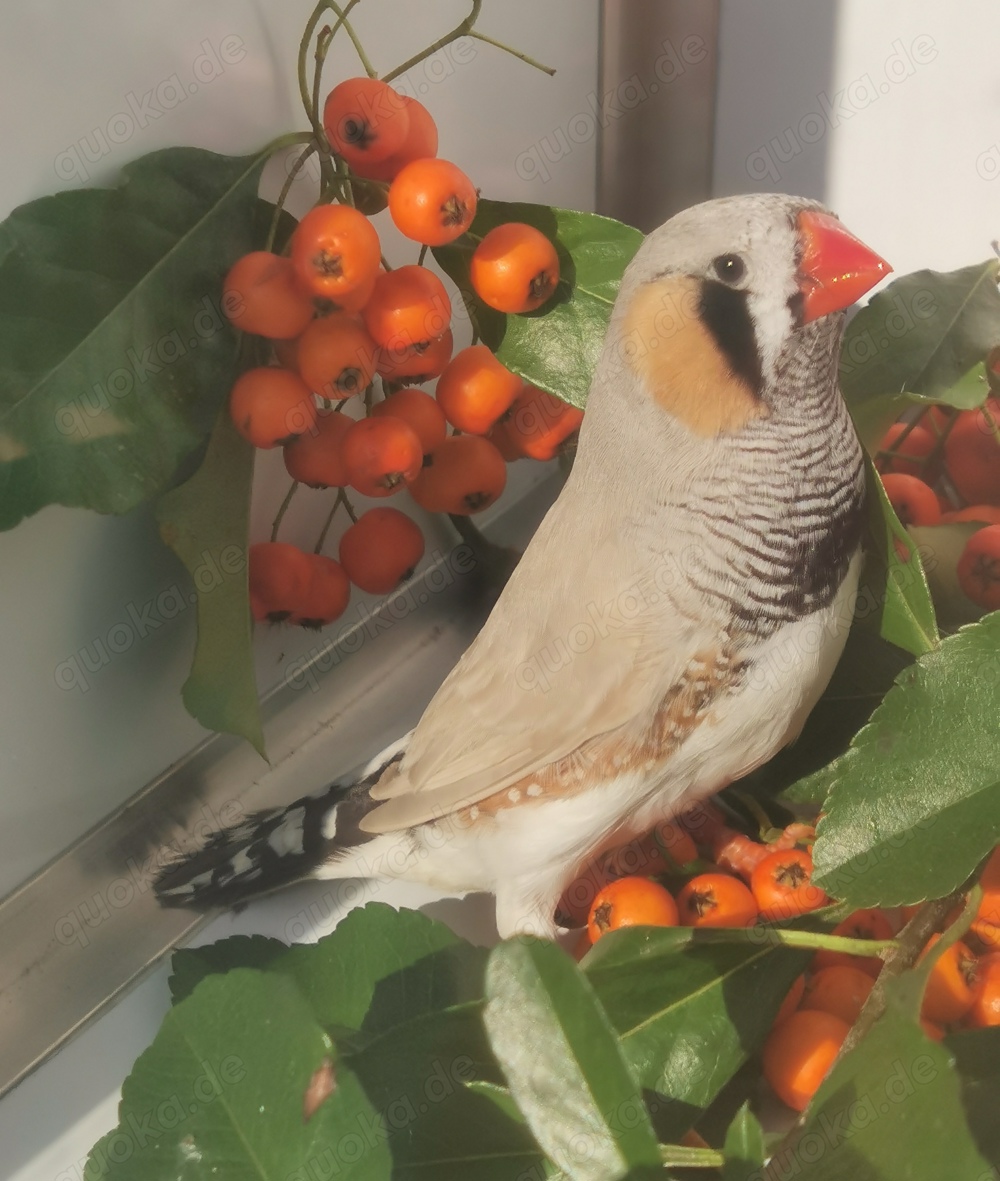 Schau-Zebrafinken Hellrücken Grau