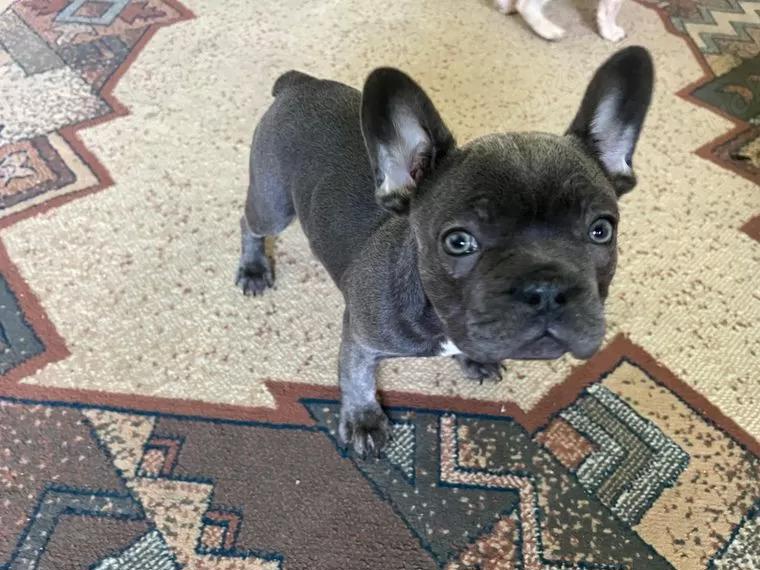 Französische Bulldoggen Welpen