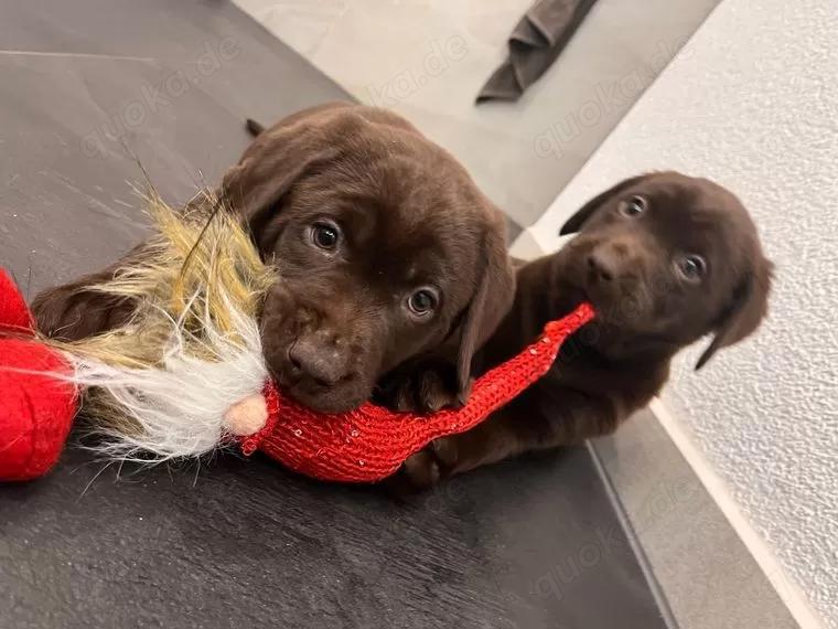 reinrassige, Labradorwelpen