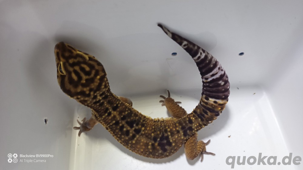 Leopardgecko Black Nights 2.0 aus 23