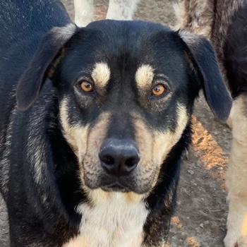 Bibi, geb. ca. 05 2023, lebt in GRIECHENLAND, im städt. Tierheim Serres