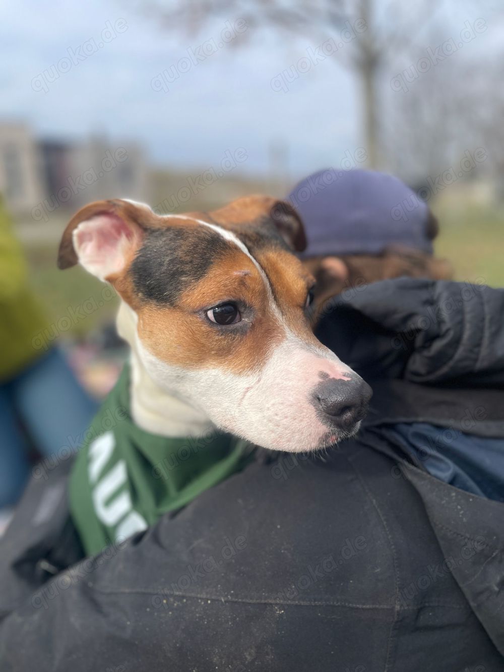Lea, z.Zt. in Ungarn, sucht freies Körbchen