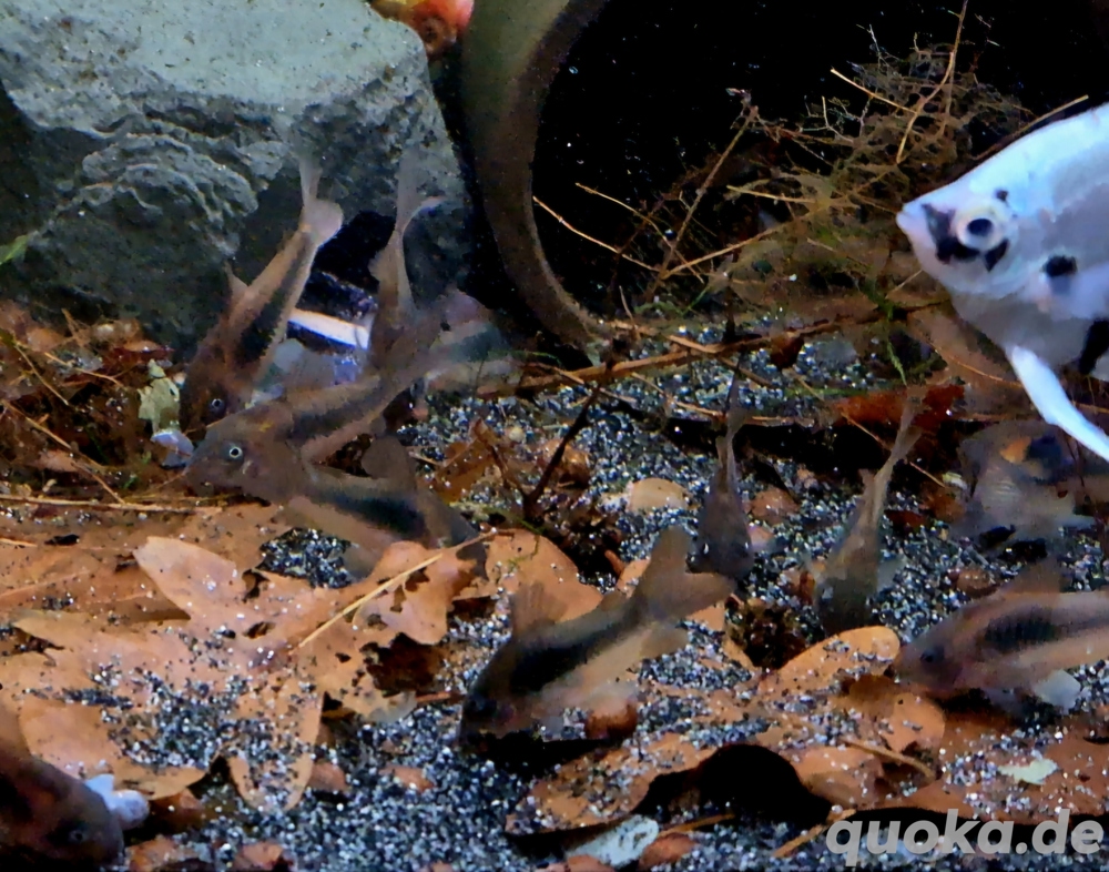 Metallpanzerwels Osteogaster aeneus