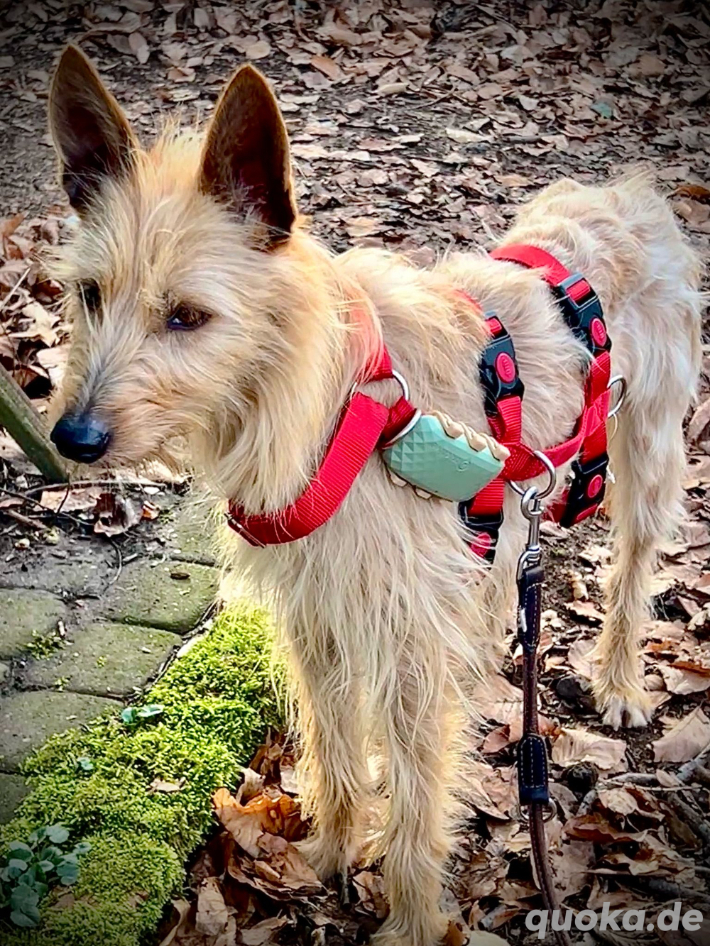 Hündin Billa sucht ihr Zuhause