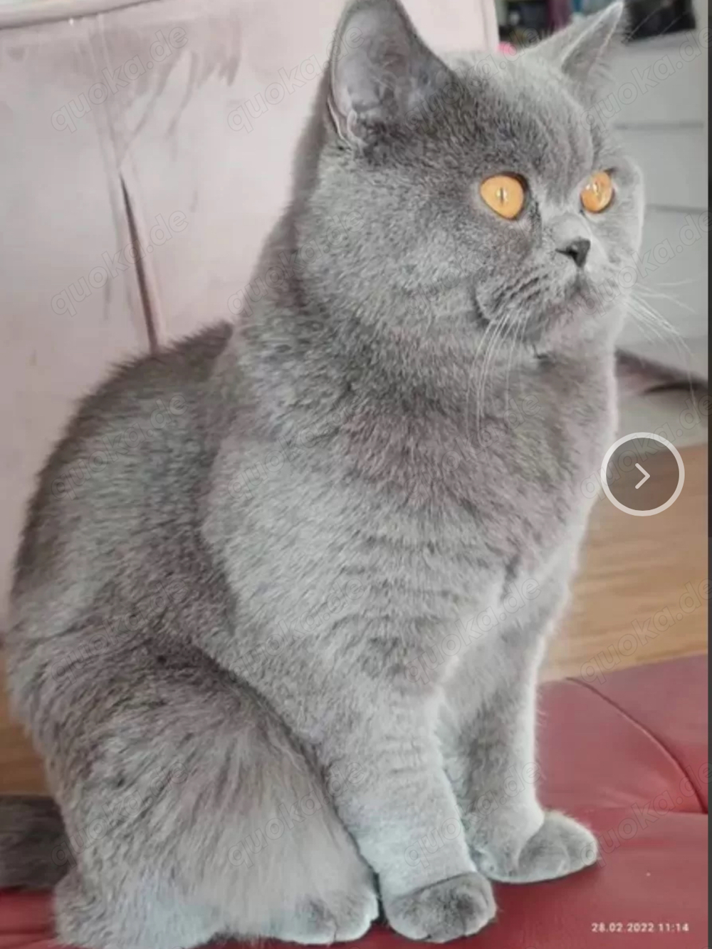 Reinrassiger BKH Deckkater