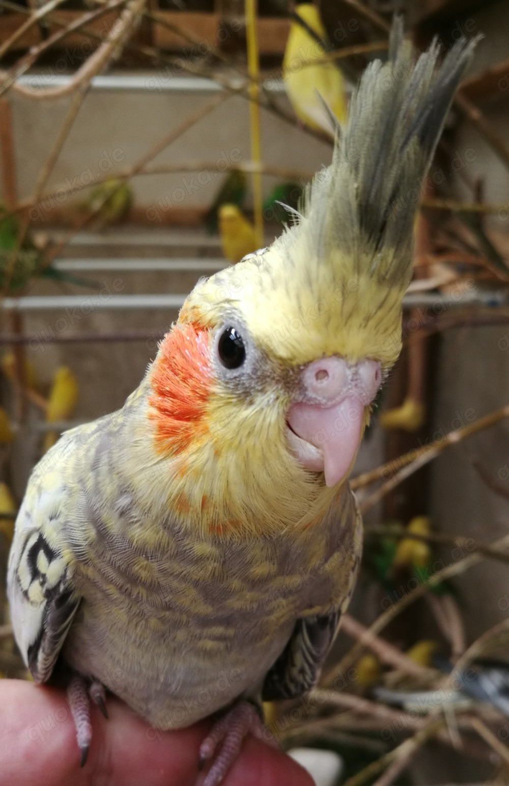 Nymphensittiche-Standard-Mutationen-junge-ältere auf Tel.Anfrage