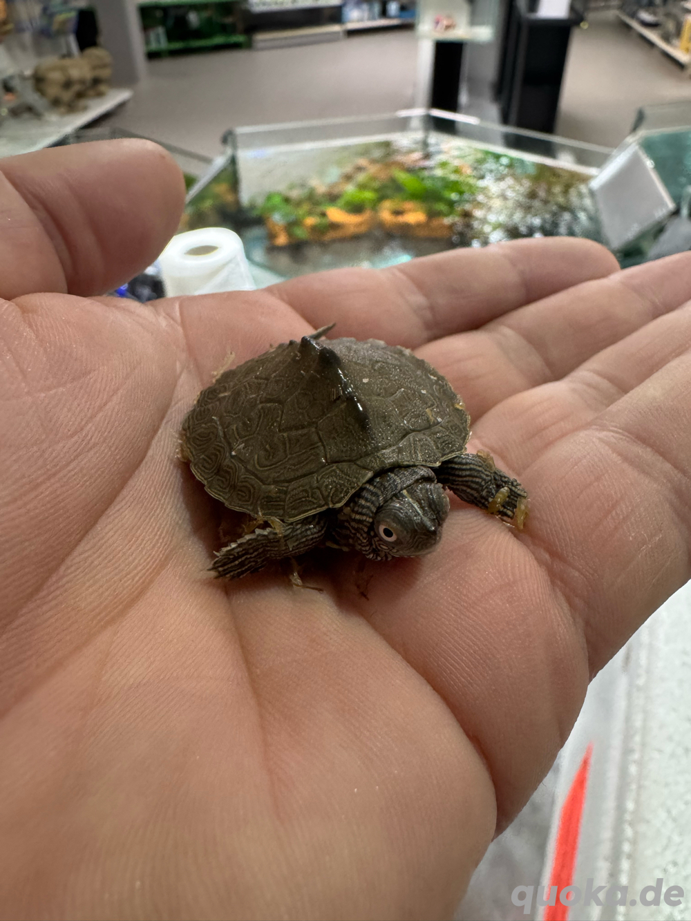 Höckerschildkröte (Graptemys kohnii)