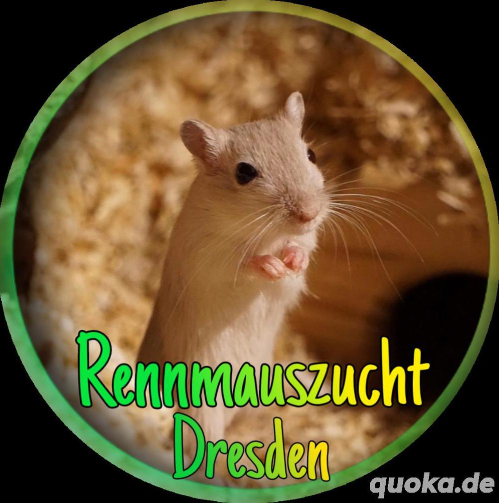 Rennmäuse aus seriöser Rennmauszucht, Jungtiere, Gerbil