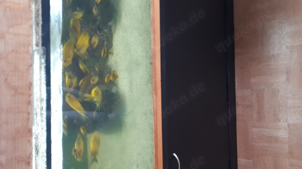 Tropheus Yello Kiriza zuverkaufen auch zu verschenken kranckheits bedingt