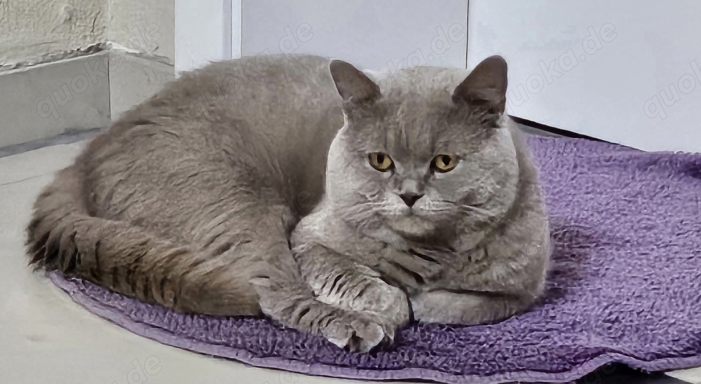 Bkh Deckkater Lilac mit Erfahrung 