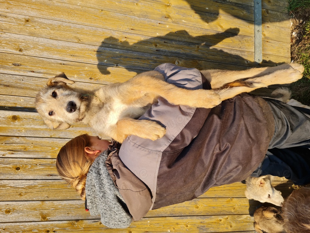 Irish Wolfhound   Irischer Wolfshund Mix
