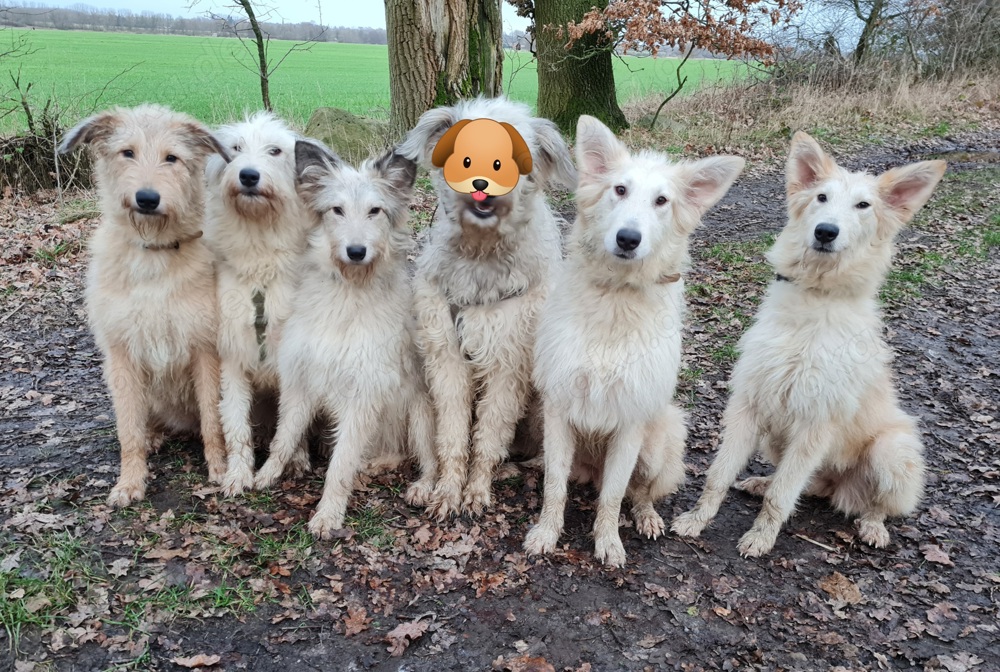 Irischer Wolfshund Mix